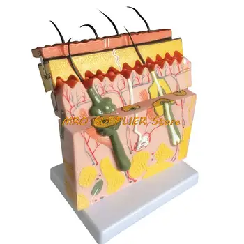 70X Иерархическая структура, анатомическая модель блока кожи человека, медицинская дерматология