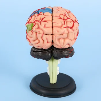 4D Человеческая голова, Череп, Анатомическая модель мозга, Преподавание медицинской науки, Анатомический реквизит, Лабораторная школа, обучение