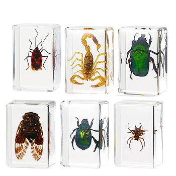 Набор из 6 упаковок смолы для насекомых, коллекция Cicada, Пресс-папье из смолы, различные образцы насекомых